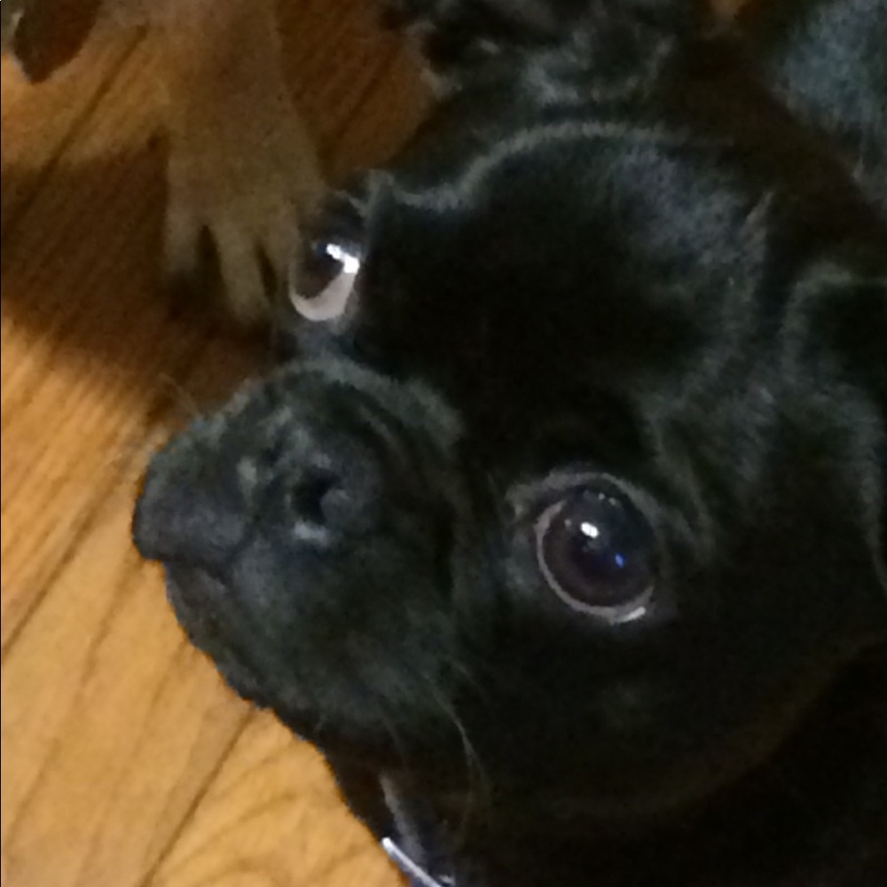 Meet your Posher, Shelley